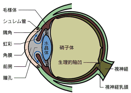 目の水平断面図（各部の名称と房水の流れ）