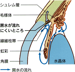 目の水平断面図（各部の名称と房水の流れ）