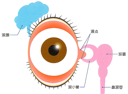 涙道疾患について